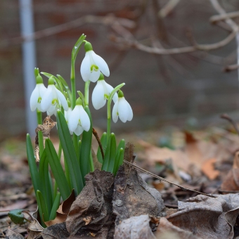 Computer: Springtime Photography