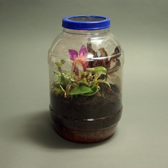 Re-cycle: Terrarium