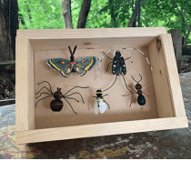 Alien Encounters of the Insect Kind