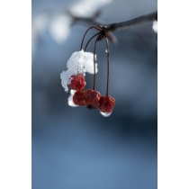 Macro Photography