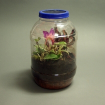Re-cycle: Terrarium