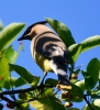 Cedar Wax Wing on Service Berry EWM