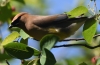 Cedar Wax Wing on Service Berry EWM