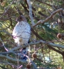 Cooper's Hawk