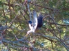 Cooper's Hawk