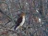 Cooper's Hawk