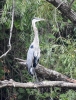 Great Blue Heron 6 young: immature