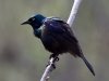 Grackle 1