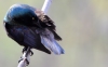 Grackle 2