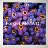 Diane Nighswander <i>Forget Me? Not!</i>