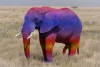 Sunset elephant