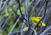 Yellow Warbler Landing